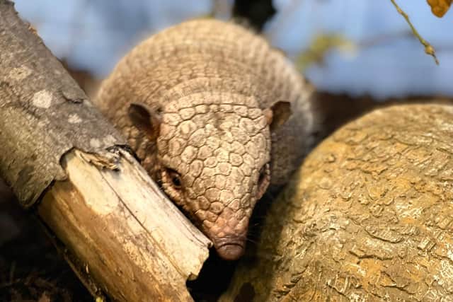 White Post Farm unveiled their two newest attractions, armadillos Ahmed and Matilda.