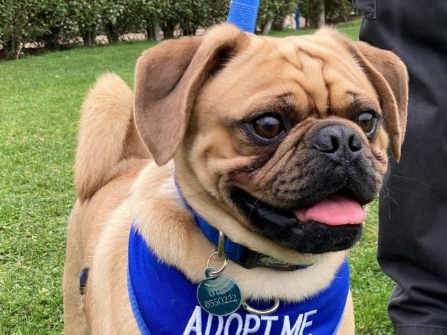 Meet Diesel. He is a male one year old Pug x Beagle. He is a super friendly boy who adores company and oodles of cuddles but would prefer not to have to share any affection with another pet in the household. He would benefit from further training, including house-training. He is a clever little chap who craves attention so will need someone at home most of the time. A family that can channel his boredom and mischievousness in a positive direction, making him a fantastic member of the family. He may be able to live with primary school aged children. To give him a second chance see: https://rspca-radcliffe.org.uk/animal/diesel/