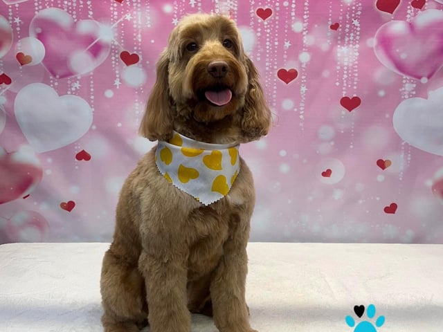 Looking sharp thanks to a pamper session at On all Pawz