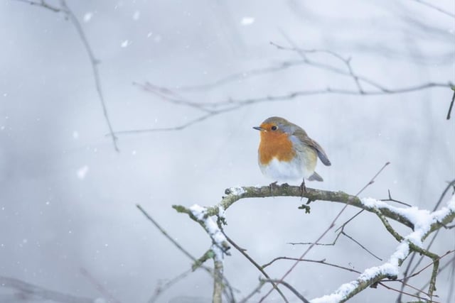 Christmas has arrived at RSPB Sherwood Forest, where the visitor centre in Edwinstowe is open throughout December as the starting point for winter walks. Special events include a wreath-making workshop on Saturday when you can learn how to make your own Yuletide masterpiece to hang on your door.