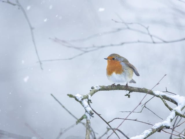 Christmas has arrived at RSPB Sherwood Forest, where the visitor centre in Edwinstowe is open throughout December as the starting point for winter walks. Special events include a wreath-making workshop on Saturday when you can learn how to make your own Yuletide masterpiece to hang on your door.