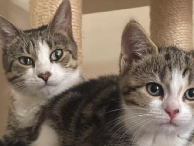 Theresa said: "My girls (mother and daughter) that I got from Mansfield Cat Rescue about four weeks ago."