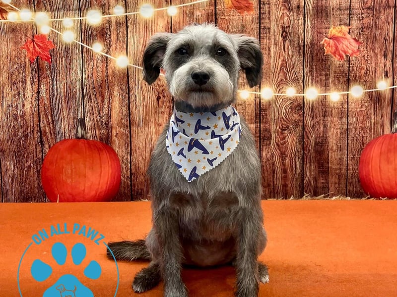 The business offers superfoods, natural treats, dog grooming, dog walking, and personalised gifts.