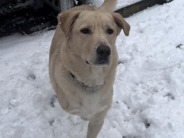 Joanne rescued this lovely chap from Macedonia through Doggy Dens UK Rescue (based in Cuckney).