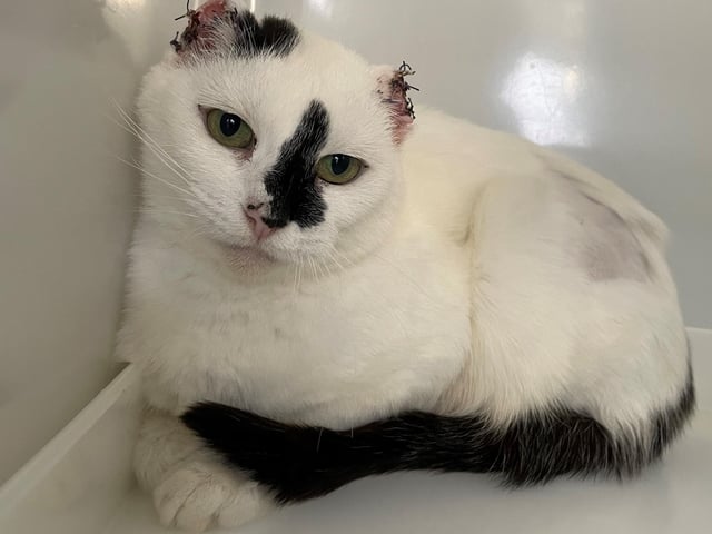 Pomidora was brought into the branch as a long-term stray who is struggling with the hustle and bustle of the centre. Unfortunately due to this, staff and volunteers do not know much about her past life. Pomidora sadly had to have the tips of her ears removed due to sun damage, a problem that many cats with white ears suffer from. She would suit a quieter home looking for an independent cat.
