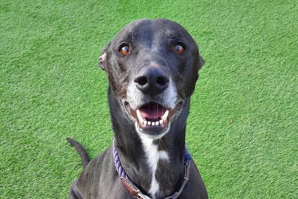 Five year old male Greysal is a sweet Greyhound-Saluki cross who is now looking for his new home. He is good with dogs, but staff feel he would be better in a pet-free home as he is very prey-driven.