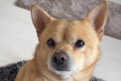 Buccy is a pomeranian-cross-chihuahua.