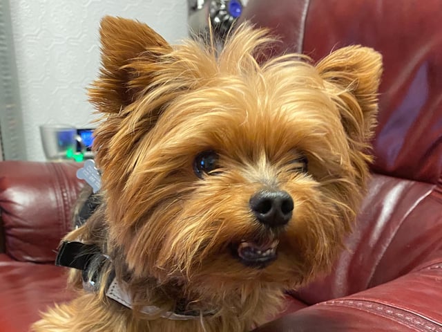 Alfie lives with owner TJ McD and Charlie (who also appears in this gallery)