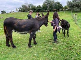 Two of Buttons' friends donkeys Hugo and George.