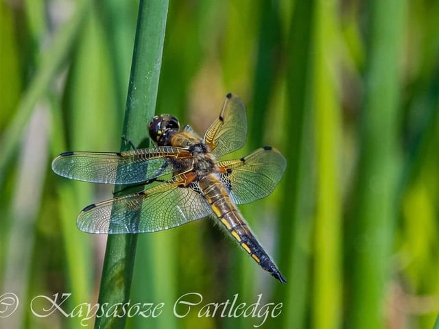 A talented shot in nature from Pleasley.