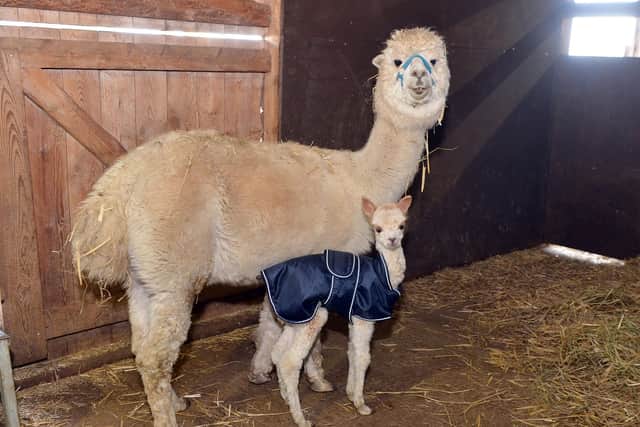 Turner the baby alpaca with his mum Tina at Willow Tree Farm.