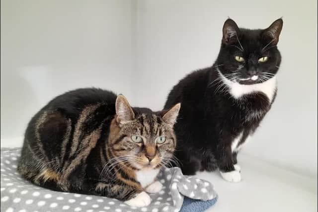 The centre said: "Phoebe and Poppy are a purrfect pair of poppets looking for a new pad to rest their paws. They sadly lost their original owner and would love a quiet home with no other pets or children."