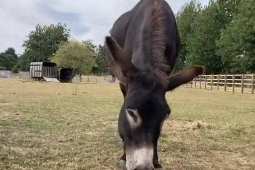 A donkey keeps cool with icy treats.