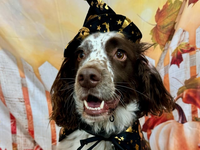 This pup's outfit was a wizard effort.