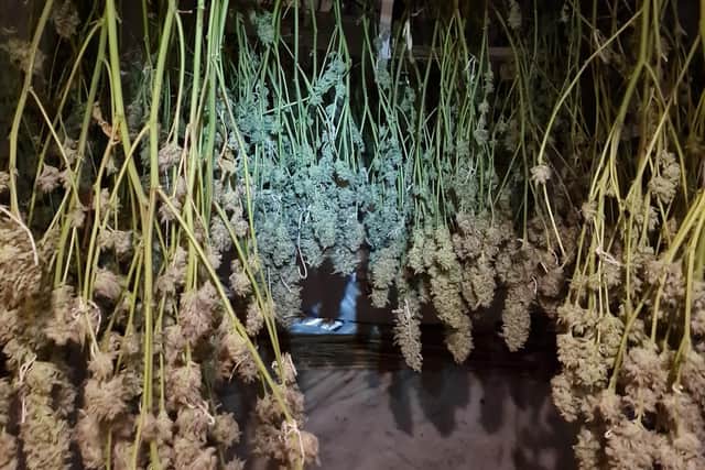 Around 150 Cannabis plants were seized at an address in Kirkby.