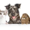 Still chance to enter our Top Pet competition and win a £50 voucher