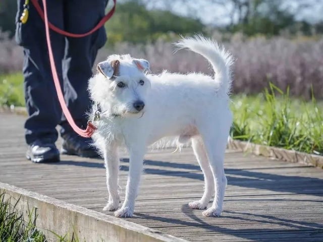 Eddie is a sensitive Terrier who is looking for an adult only home where he can settle in at his own pace. Once he is settled, Eddie will show you what a brilliant dog he is, loving to spend time with his favourite people, and go on adventures before curling up in his own bed. Eddie has bags of personality and is looking for an owner to give him a comfy, loving home where he can adjust to life outside of kennels. See more at https://www.dogstrust.org.uk/rehoming/dogs/terrier-parson-russell/1248487