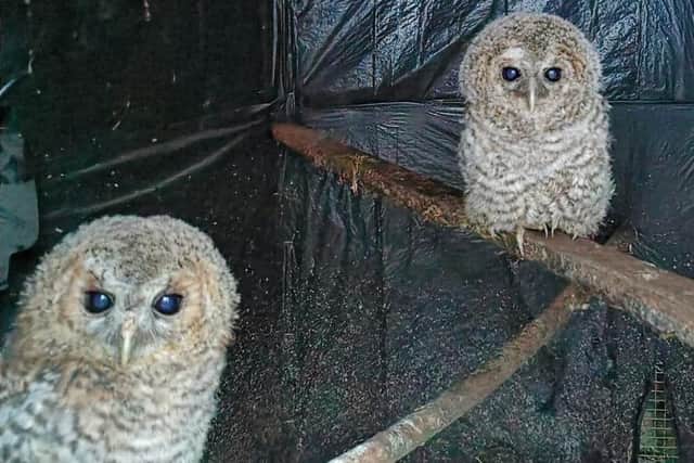 Some recent rescues - two owls at Mansfield Wildlife Rescue