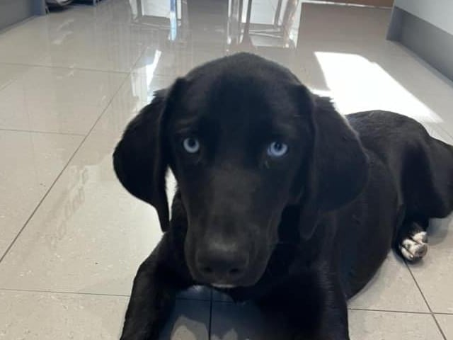 Tanya said: "Here is our rescue dog from Pawpers in the Ruff Macedonia, we got her five weeks ago and it was the best decision."
