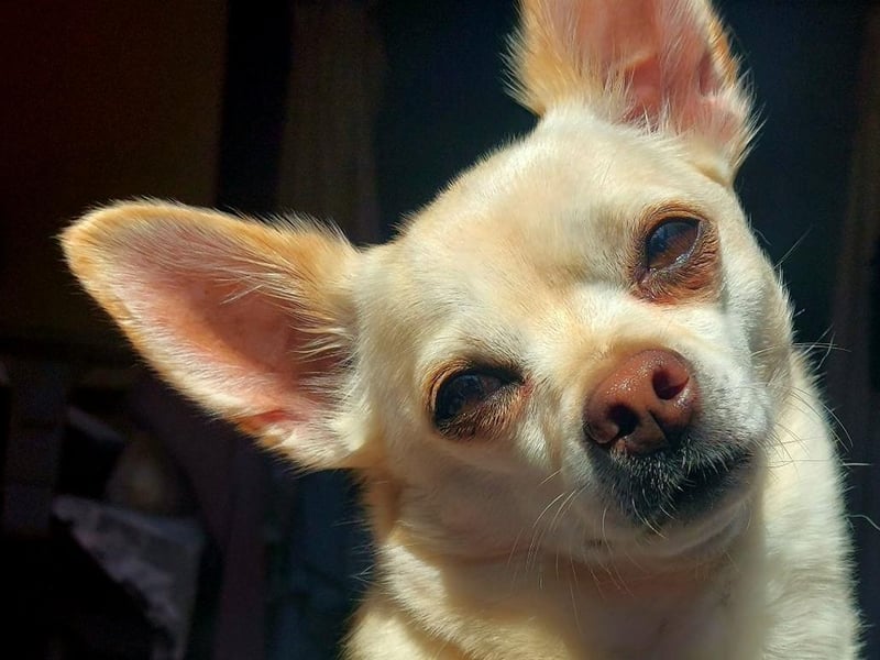 Peewee, aged five.