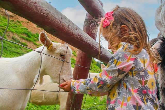 A little girl feeds a thankful goat during her visit to Wheelgate.