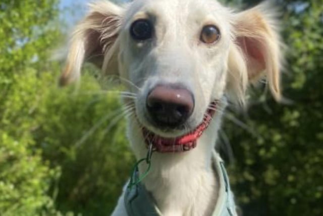 Last but by no means least, here is Peaches. She is an adorable Saluki, aged two. Peaches is an excitable girl who is still young. She is looking for owners who are wanting to continue her training. She is currently working on her confidence around other dogs. She has made friends since being at the rescue and has gone out on walks with another dog. However, she has also been worried and reactive when unsure. She is doing really well with improving her skills. She does have a high prey drive so will chase rabbits and birds so cannot live with other pets. She was a stray prior to being at the centre, so requires a home with an understanding with helping with her toilet train while she settles in. She's a super friendly girl who loves to be around familiar people.