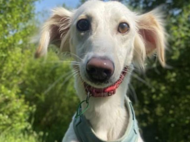 Last but by no means least, here is Peaches. She is an adorable Saluki, aged two. Peaches is an excitable girl who is still young. She is looking for owners who are wanting to continue her training. She is currently working on her confidence around other dogs. She has made friends since being at the rescue and has gone out on walks with another dog. However, she has also been worried and reactive when unsure. She is doing really well with improving her skills. She does have a high prey drive so will chase rabbits and birds so cannot live with other pets. She was a stray prior to being at the centre, so requires a home with an understanding with helping with her toilet train while she settles in. She's a super friendly girl who loves to be around familiar people.