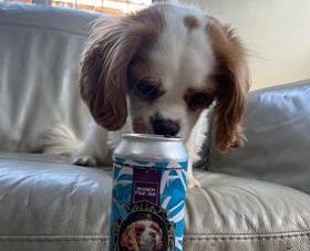 Julie Rowley sent in this photo of her King Charles cavalier celebrating the coronation with a beer.