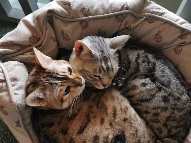 Rosie said Winnie (not the silver) was her foster fail, who came from a house where she had to fend for herself as unfortunately her owner was very ill. She said she was just her stop gap waiting for an adopter but fell in love in the process.