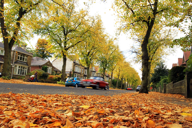 You don't always have to visit a park to see colour, this street in Sheffield shows great autumn hues.