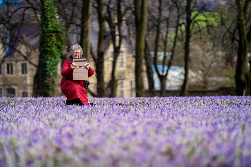 The carpet of crocuses at Holy Trinity Church, Chesterfield