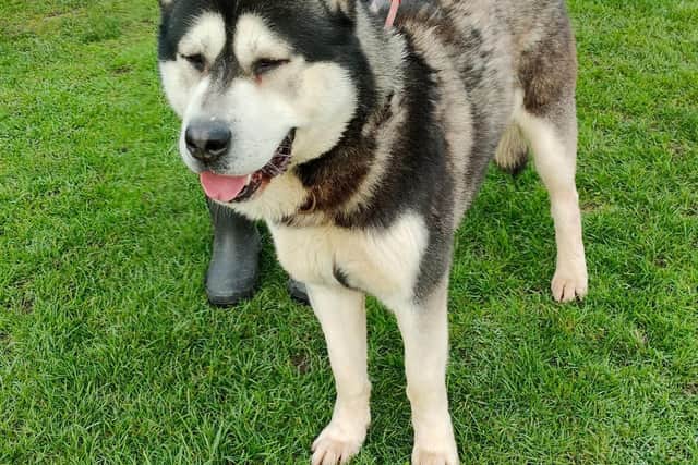 Abandoned husky who has been named 'Storm' had already been rehomed once when he was abandoned again