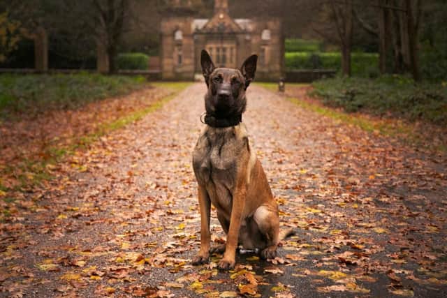 PD Lando is a 15-month-old Belgian Malinois