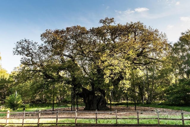 The popular Major Oak Woodland Festival returns to the Sherwood Forest Visitor Centre this Saturday and Sunday (11 am to 4 pm). The outdoor event celebrates woodlands and traditional woodlands crafts. It's a family day out where you can see a woodworker in action, have a go at eco art, listen to tree stories and even meet the Wild Man Of The Woods!