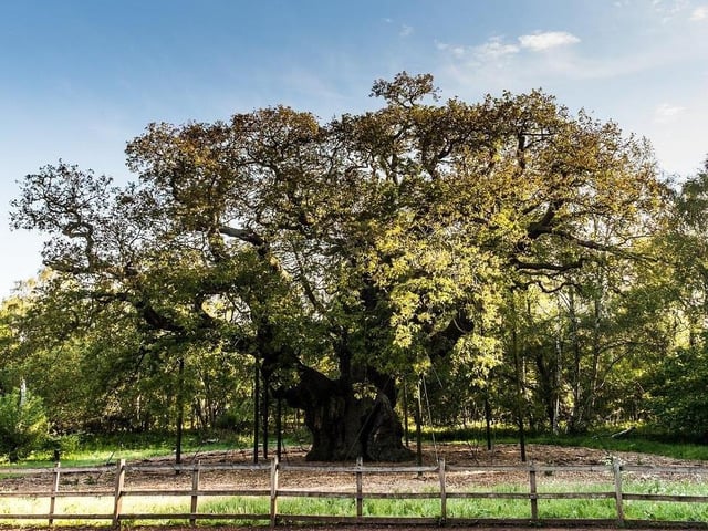 The popular Major Oak Woodland Festival returns to the Sherwood Forest Visitor Centre this Saturday and Sunday (11 am to 4 pm). The outdoor event celebrates woodlands and traditional woodlands crafts. It's a family day out where you can see a woodworker in action, have a go at eco art, listen to tree stories and even meet the Wild Man Of The Woods!