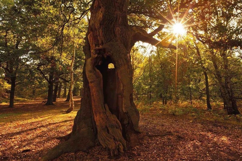 Where can you meet the Bride Of Frankenstein, The Man-Eating Caterpillar, Rotten Roger and Medusa this weekend? The answer is Sherwood Forest because they are the names given to four of its huge ancient trees. 'Meet Our Giants' is an event taking place from the forest's visitor centre at Edwinstowe on Saturday (10.30 am to 12.30 pm) when visitors will be led on a walk, giving an insight into the life of a veteran oak.