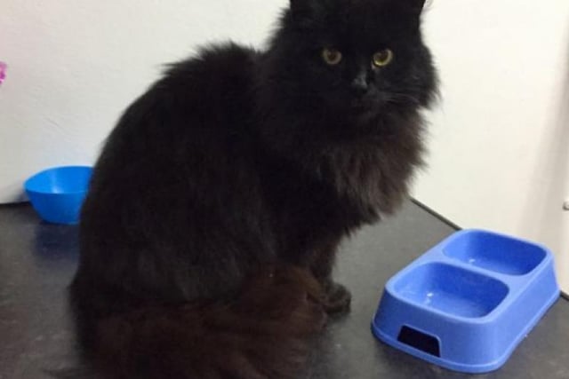 Cindy-Lou came into care at Christmas time as a stray and unfortunately was not claimed. However, she is incredibly friendly, loves attention and her food. Based in Caithness & Sutherland.