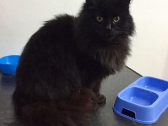 Cindy-Lou came into care at Christmas time as a stray and unfortunately was not claimed. However, she is incredibly friendly, loves attention and her food. Based in Caithness & Sutherland.