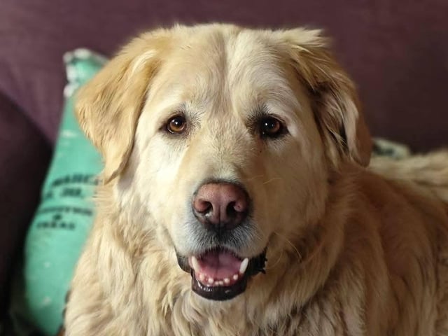 Ralph is a six-year-old retriever and Pyrenees mix. He needs to be the only dog in the home. Originally rescued from Macedonia, Ralph was found living as a street dog near a local dump. He was severely malnourished, and his fur was matted, but today, he’s in fantastic condition and thrives on a healthy raw food diet. He does, however, prefer to eat alone and can be protective over his food but always makes sure to take treats gently. He has a lot of love to give but would need an experienced handler.
