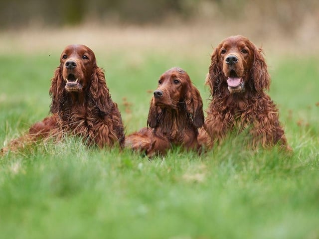 Another dog breed that is happiest when exercising, Irish Setters never tire of playing with their families. They have a constantly wagging tail, which shows just how happy they are. Their distinctive red colour makes them easy for hunters to see when using them to help find game.