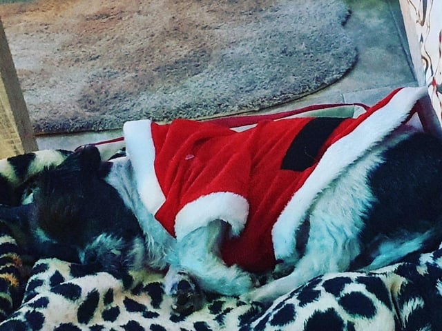 In the run up to Christmas 2020, our readers have shared their pets adorable festive costumes.