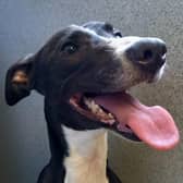 Luna is now 'happy' and 'healthy' and she recovers from her injuries.