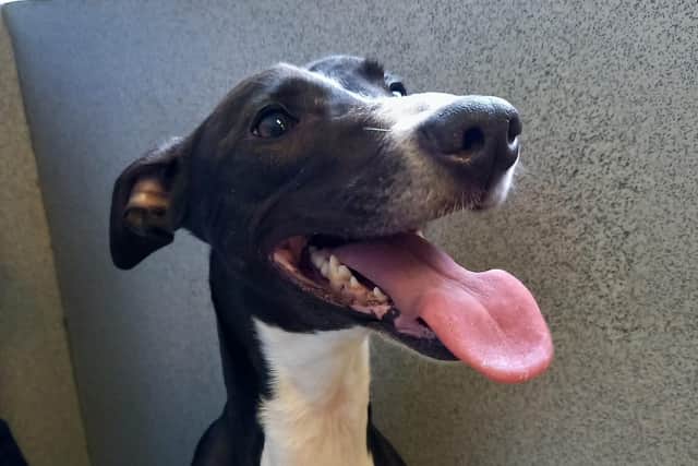 Luna is now 'happy' and 'healthy' and she recovers from her injuries.