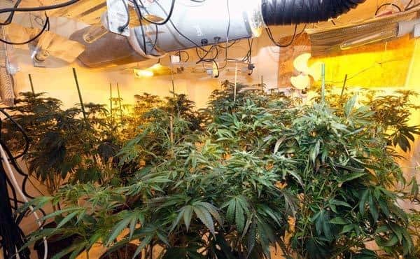 Police discover cannabis factory in Mansfield terraced house
