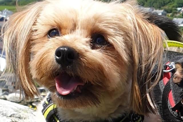 Cookie passed away due to injuries sustained in a dog attack in Oak Tree.