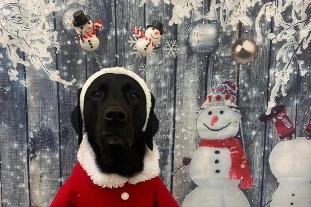 Paddy, a black Labrador dog dressed in a Santa Claus outfit. [Image description]. The outfit is red with white trim, resembling a classic Santa suit, complete with a black belt and white buttons. The dog is also wearing a headband with two small snowmen on springs, giving the appearance of festive antennae. The background is a winter-themed scene with a wooden wall covered in snow and frost, and a large snowman wearing a red scarf and hat. The ground is covered in white fabric, simulating snow. The overall atmosphere is festive and Christmas-themed.
