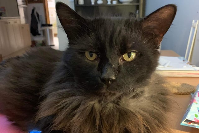 Mansfield Cat Rescue said: "This magnificent male is aged about eight years and came to us with many war wounds which have now healed. He is a little shy to begin with but soon learns to trust. He would like a cat-free home with no young children."