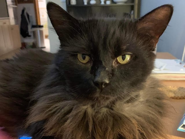 Mansfield Cat Rescue said: "This magnificent male is aged about eight years and came to us with many war wounds which have now healed. He is a little shy to begin with but soon learns to trust. He would like a cat-free home with no young children."