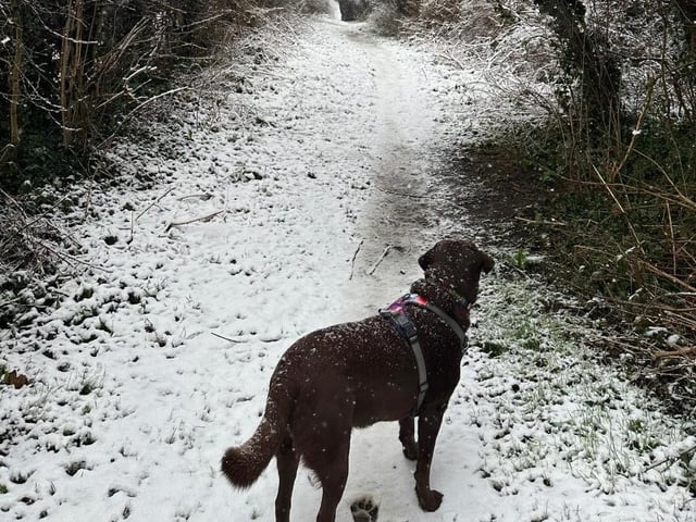 Willow loves the snow.