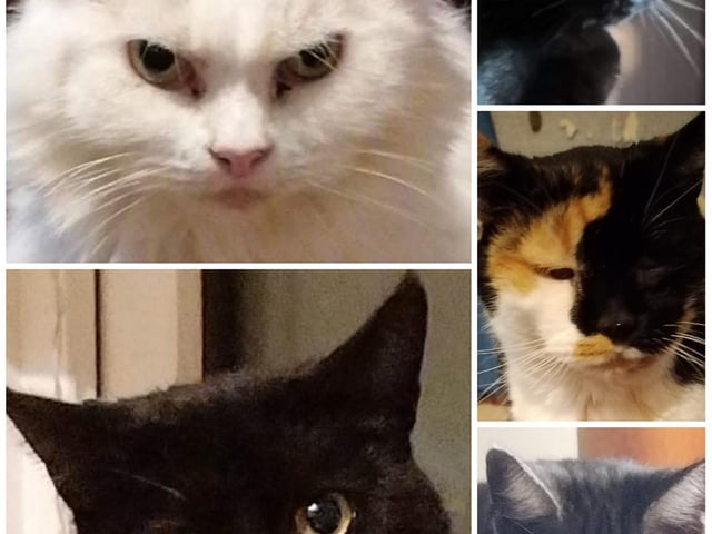 Angel has welcomed many cats into her home over the years.